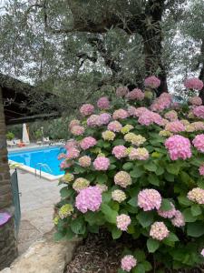 um arbusto de flores rosas ao lado de uma piscina em Podere Poggio Mendico em Arezzo