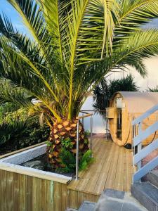 a palm tree sitting on top of a wooden deck at Le Cardinal - Belle-Ile-en-Mer in Sauzon