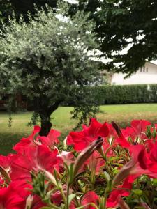 un arbusto de flores rojas con un árbol en el fondo en Gina & Jeto, en Farra di Soligo