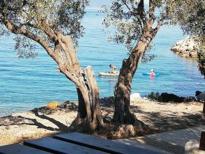 a tree and people swimming in the water at Studio Old Centar in Cres