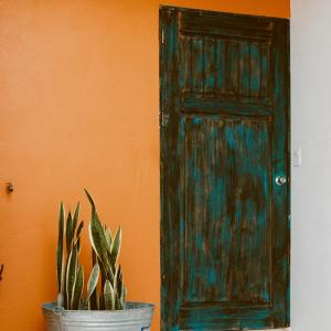 a green door and a potted plant next to a wall at Kay Apartments Isla Mujeres in Isla Mujeres