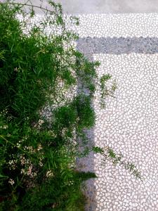 une plante pousse sur un trottoir pavé dans l'établissement Castle Rooms, à Prato