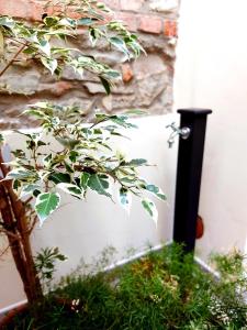 a tree sitting next to a white fence at Castle Rooms in Prato