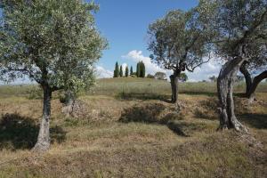 a group of trees in a field with trees in the background at Agriturismo Cheloni in Guasticce