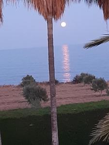 a palm tree in front of the ocean with the moon at Secret Garden Residence in Paphos