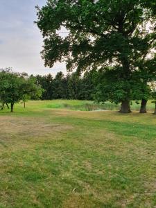 a large field with a tree in the middle at Lillevang bed & breakfast in Sorø