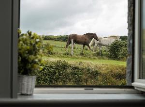 Altri animali domestici presso il bed & breakfast o nei dintorni