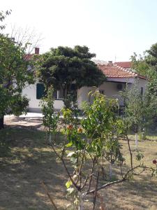 a group of trees in front of a house at Smokvica in Split