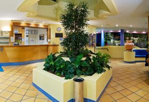 a large green plant in a large room at Nautilus Resort Mooloolaba in Mooloolaba
