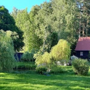 a yard with green grass and a house and trees at Klimatyczny domek blisko natury na Podlasiu - Wysokie Laski 9! in Sokółka
