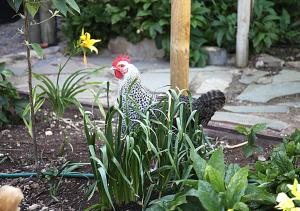 un pollo está parado en un jardín en Griffiths Cottage en Burra