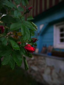 Ogród w obiekcie Black Yurt Chromiec
