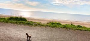 a dog standing on a beach near the ocean at Field View in Bridlington