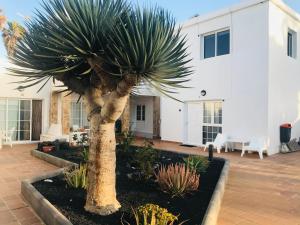 a palm tree in a garden in front of a house at Olas de Lobos in Corralejo