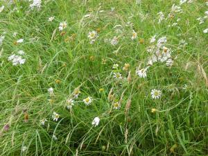 un campo de flores blancas en la hierba en Fewo Im gruenen Eck 1, en Airlenbach