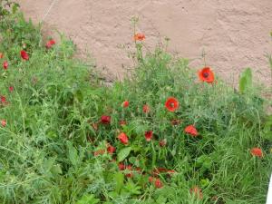 un campo de flores rojas delante de una pared en Fewo Im gruenen Eck 1, en Airlenbach