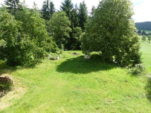 a grassy field with trees and a shadow at Fewo Im gruenen Eck 2 in Airlenbach