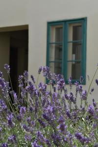 a bunch of purple flowers in front of a window at Zsolnay Negyed Vendégháza in Pécs