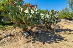 a row of cactus plants in a garden at Casa Colletta Vieste in Vieste