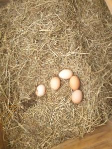 un grupo de huevos sentados sobre heno en Morland en Burrowbridge
