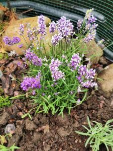 un mazzo di fiori viola in un giardino di Lawendowy zakątek a Polanica-Zdrój
