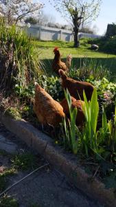 un grupo de pollos parados en un jardín en Morland en Burrowbridge