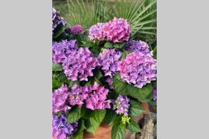 Vonkajšia záhrada v ubytovaní Casetta dei fiori
