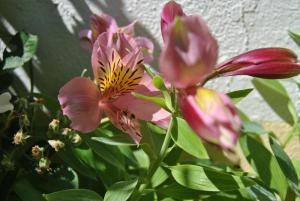 a bunch of pink flowers in a vase at Vivenda Familia Pedro in Vila do Bispo