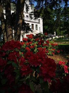 Zahrada ubytování Hotel Fryderyk