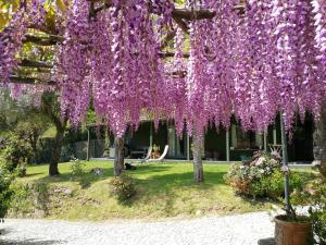 Ein Baum mit lila Blumen hängt über einem Hof in der Unterkunft Casas da Tapada Briteiros Casa Do Espigueiro in Guimarães