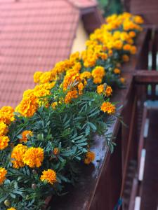 un mazzo di fiori gialli su un balcone di Penzion Bado a Stará Lesná