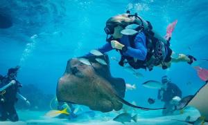 a diver in the ocean looking at a stingray at Beach Living at Plantation Village BLGS in George Town