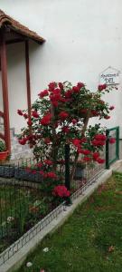 een bonsaiboom voor een gebouw met rode bloemen bij Apartment Dil in Kulen Vakuf