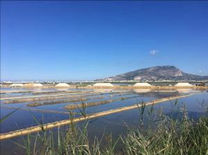 a field of crops with a mountain in the background at B&B 36 Passi dal mare 2.0 in Trapani