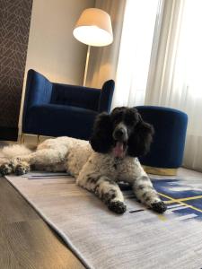 a dog laying on top of a couch next to a lamp at Hotel Royal William, Ascend Hotel Collection in Quebec City
