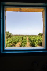 una ventana con vistas a un campo de vides en Ta' Bertu Host Family Bed & Breakfast, en Ħal Far