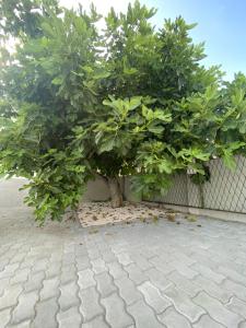Fotografia z galérie ubytovania Villa Sabina - Apartments Kroatien v Ražanaci