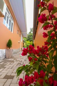 a bush of red roses next to a building at Pousada Tia Eni in Gramado +27 photos