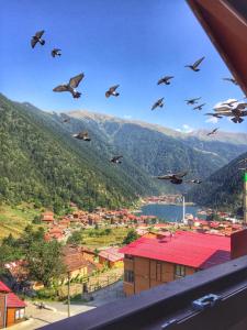 a flock of birds flying over a city at Uzungöl Özbek Apart ve Kafe in Uzungöl