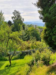 a field of grass with trees and a stone wall at Cosy peaceful one-bedroom cottage in Pitlochry in Pitlochry