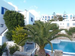 una palmera frente a una piscina en Hotel Manos, en Naousa