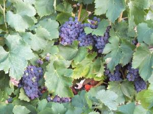 une grappe de raisins violets sur une vigne dans l'établissement Sur la Bonnefooi, à Prades-sur-Vernazobre