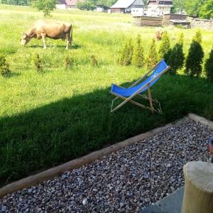 ein blauer Gartenstuhl und eine Kuh auf einem Feld in der Unterkunft Domek u Andrzeja 2 in Ciche