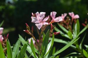 a group of pink flowers with green leaves at Hôtel Land'Azur in Mimizan-Plage