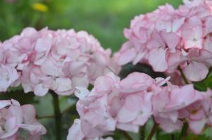 a group of pink flowers in a garden at Hôtel Land'Azur in Mimizan-Plage