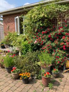 um monte de vasos de flores em frente a uma casa em The Buttery em Brundall