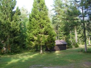 a cabin in the middle of a field with a tree at Kipi-Koovi Matkakeskuse väiksem majake in Kipi +2 photos