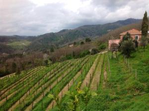 een wijngaard op een heuvel met een huis op de achtergrond bij Agriturismo Cerrolungo in La Spezia
