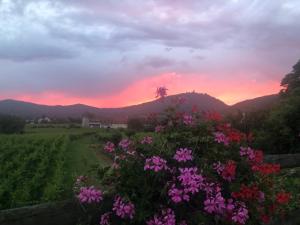 a field of flowers with a sunset in the background at La Maison de juliette in Saint-Hippolyte