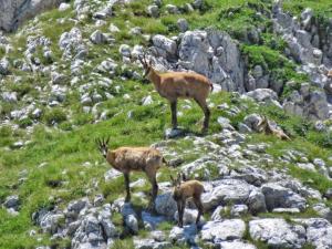 Altri animali domestici presso l'affittacamere o nei dintorni